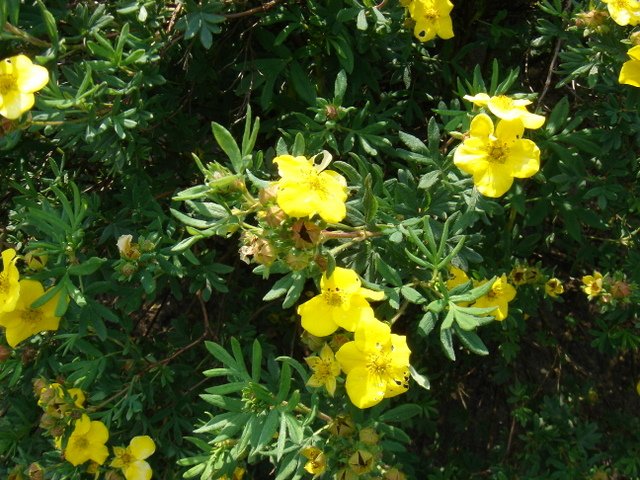 Potentilla fruticosa P2A P2D